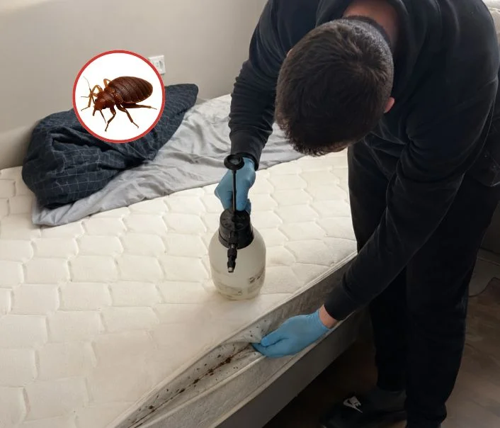 Technicien traitant un matelas contre les punaises de lit à Saint-Prix